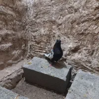کبوتر