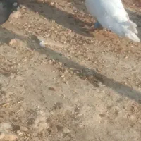 طوقی|پرنده|دهدشت, |دیوار