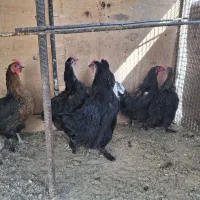 مرغ رسمی تخم کن|حیوانات مزرعه|ری, سیزده آبان|دیوار