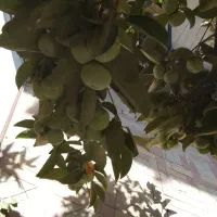 نهال خرمالو پا کوتاه و انواع نژاد های پربار