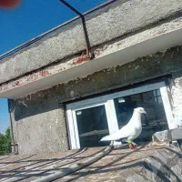 کبوتر دمبی سیاه