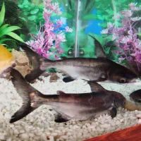 یک جفت ماهی پن کوسی (کوسه)|ماهی|سرپل ذهاب, |دیوار