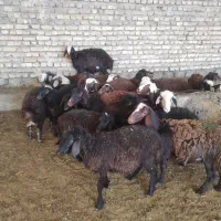 بره پای پروار