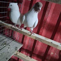 کبوتر پرشی شمرونی