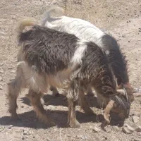 ( فروش ۳تا کهره تورکی علف خور )بزغاله بره بز شیری