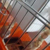 عروس هلندی|پرنده|قدس, شهرقدس|دیوار