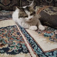 قیمت 8میلیون  تمان|گربه|کهنوج, |دیوار