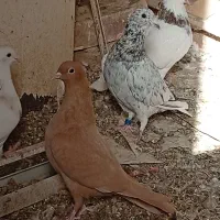 کفتر|پرنده|تایباد, |دیوار