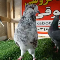 کبوتر ساعتی پرشی