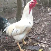 خروس ومرغ اصیل
