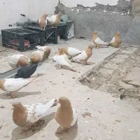 سلام چندتا سینه دم زرد اسطوره رگ و سو|پرنده|زاهدان, |دیوار