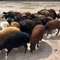 بره نرافشارژ