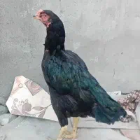 مرغ سیاه لاری