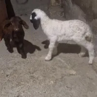 بره شیری در رستم ااباد  کنگاور نر۶و۵۰۰وماده ۶توم|حیوانات مزرعه|کنگاور, |دیوار