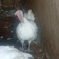 بوقلمون گوشتی