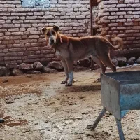 سگ گله ای|سگ|کیار, |دیوار