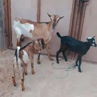 کهره جمولی سومالی با بچه نر ماده بزرگ