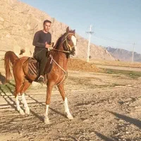 نریان ۷ساله دره شور