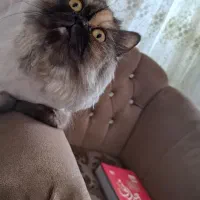 گربه پرشین باردار|گربه|مشهد, نیروی هوایی|دیوار