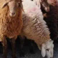 تشریفاتی  زنده مرغوب