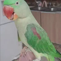 شاه طوطی جوجه نر سخنگو دستی،پروازی