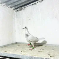 کفتر بزک‌ گلی الماسی شهری|پرنده|شیراز, کیان آباد|دیوار