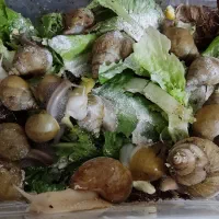 حلزون|خزنده|خوی, |دیوار