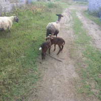 گوسفند رومانف و لاکون