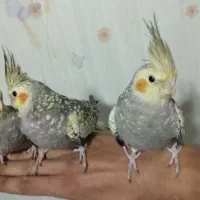 عروس هلندی گلباقالی 3 عدد
