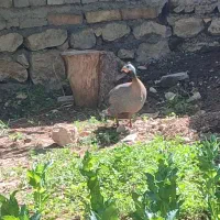 مرغ شاخ دار چینی
