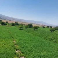 فروش لوبیا سبز ( لوبیا چیتی) با قیمت مناسب