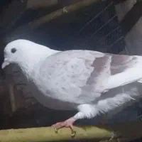 کفتر نقش کمیاب|پرنده|رشت, توشیبا|دیوار