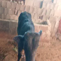 گاو|حیوانات مزرعه|سرفاریاب, |دیوار