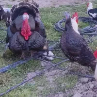 بوقلمون برنز