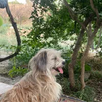 سگ شیتزو ۲ ساله بسیار اجتماعی و بیصدا