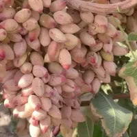 تقریبا ۲۵۰۰متر باغ ویلا