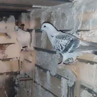 گوک