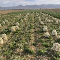 خرید و فروش محصولات کشاورزی