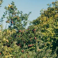 انجام کلیه خدمات باغبانی و گل کاری|خدمات باغبانی و درختکاری|اصفهان, ستار|دیوار