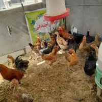 مرغ کورک  و مرغ تخم گذار دونه ۱۱۰۰