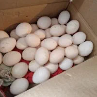 تخم مرغ محلی