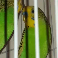 مرغ عشق تخمگزار