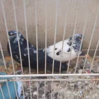 کبوترنوک ریز