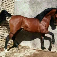 اسب