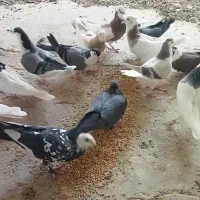 کبوتر، مرغ و خروس|حیوانات مزرعه|طبس, |دیوار