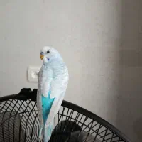 جفت مرغ عشق کاسکویی و خاص