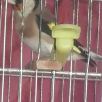 سهره نر  شرور