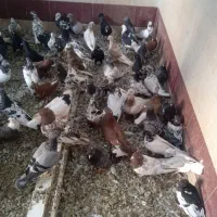 کبوتر|پرنده|اهواز, دغاغله|دیوار