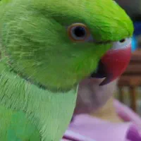 طوطی ملنگو نر گمشده|حیوانات|تهران, جوادیه|دیوار