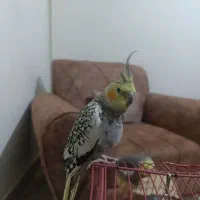عروس هلندی ماده تخم کن|پرنده|شاهدشهر, |دیوار